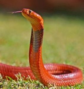 Red Snake Dream meaning