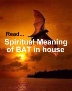 Bat In Dream- Very Meaningful Seeing A Bat In A Dream – Lifeinvedas